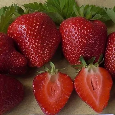 Клубника САНДРА  Клубника САНДРА в Красноярске