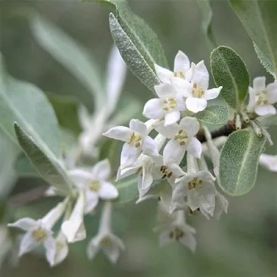 ЛОХ СЕРЕБРИСТЫЙ  ЛОХ СЕРЕБРИСТЫЙ в Красноярске