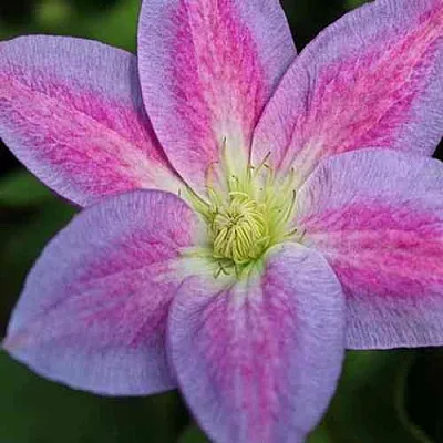 Клематис ЧЕЙНДЖ ОФ ХАРТ  Клематис ЧЕЙНДЖ ОФ ХАРТ в Красноярске