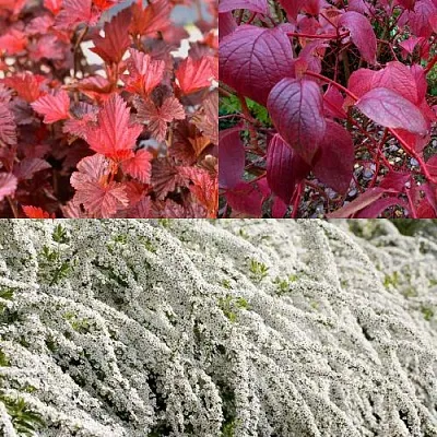 Комплект ЖИВАЯ ИЗГОРОДЬ в Красноярске