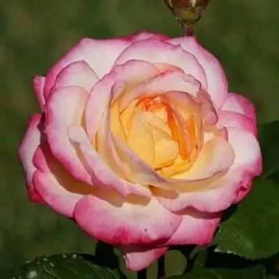 Саженцы роз ЛАМИНУЭТ флорибунда  Саженцы роз ЛАМИНУЭТ флорибунда в Красноярске