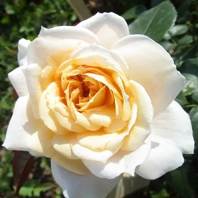 Саженцы роз ЛИОНС РОУЗ флорибунда  Саженцы роз ЛИОНС РОУЗ флорибунда в Красноярске