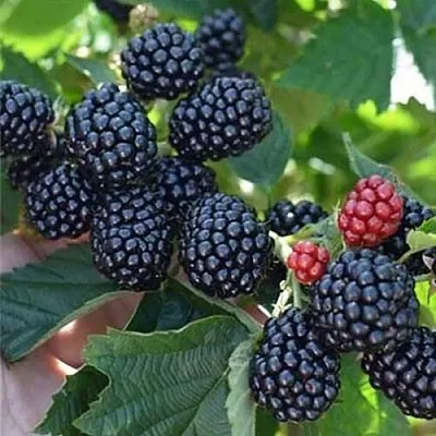 Ежевика ПОЛАР бесшипная  Ежевика ПОЛАР бесшипная в Красноярске