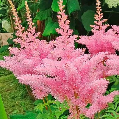 Астильба ЭДЕНС ОДИССЕЙ Арендса  Астильба ЭДЕНС ОДИССЕЙ Арендса в Красноярске