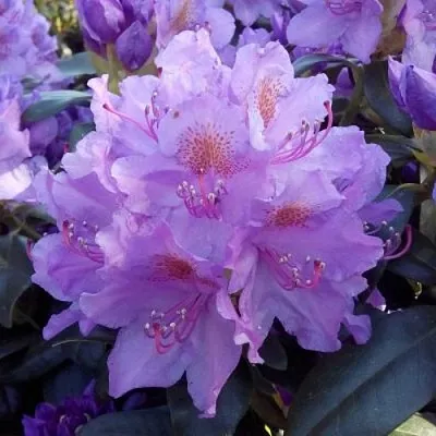 Рододендрон  Рододендрон в Красноярске