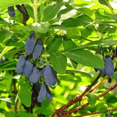 Жимолость съедобная ЛЕБЁДУШКА  Жимолость съедобная ЛЕБЁДУШКА в Красноярске