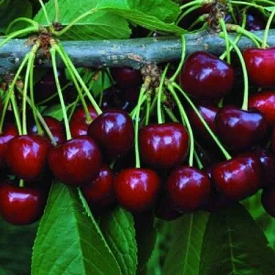 Черешня ВЕДА  Черешня ВЕДА в Красноярске