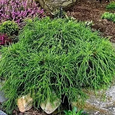 Кипарисовик ФИЛИФЕРА НАНА горохоплодный  Кипарисовик ФИЛИФЕРА НАНА горохоплодный в Красноярске