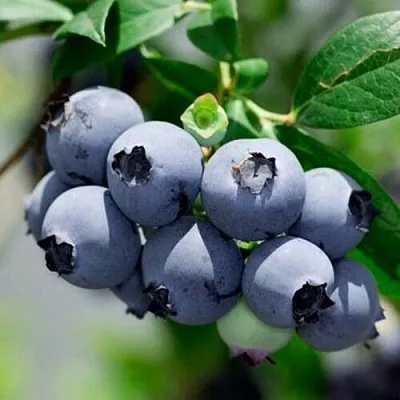 Голубика СИЕРРА  Голубика СИЕРРА в Красноярске