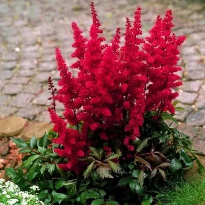 Астильба ГЛАТ Арендса — описание сорта Астильба ГЛАТ Арендса в Красноярске