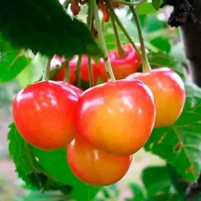 Черешня ДОНЧАНКА  Черешня ДОНЧАНКА в Красноярске