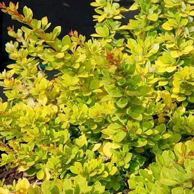 Барбарис СЕНСЕЙШЕН тунберга  Барбарис СЕНСЕЙШЕН тунберга в Красноярске