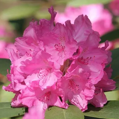 Рододендрон ЛУМИНА  Рододендрон ЛУМИНА в Красноярске