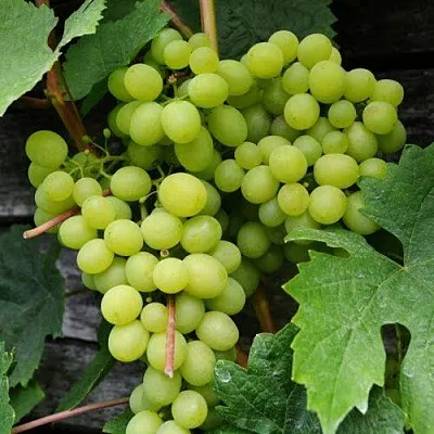 Виноград АЛЕШЕНЬКИН в Красноярске