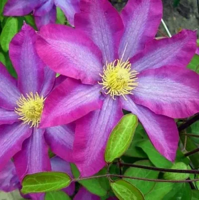 Клематис КАКИО  Клематис КАКИО в Красноярске