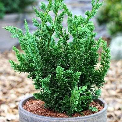 Кипарисовик ВИСЕЛЛИ лавсона  Кипарисовик ВИСЕЛЛИ лавсона в Красноярске