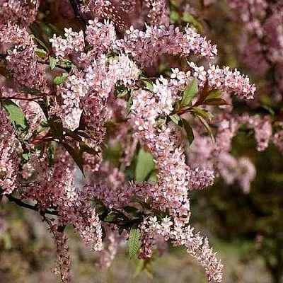 Черемуха НЕЖНОСТЬ  Черемуха НЕЖНОСТЬ в Красноярске