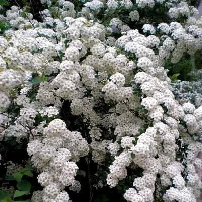 Спирея ВАНГУТТА  Спирея ВАНГУТТА в Красноярске