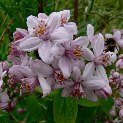 Дейция МОУНТ РОУЗ  Дейция МОУНТ РОУЗ в Красноярске