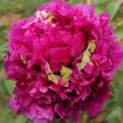 Пион ПОЛЕТ ЛАСТОЧКИ древовидный в Красноярске