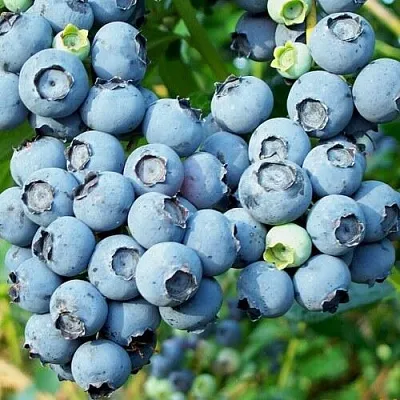 Голубика ПУРУ  Голубика ПУРУ в Красноярске