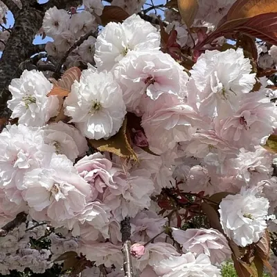 Сакура ШИРОФУГЕН  Сакура ШИРОФУГЕН в Красноярске