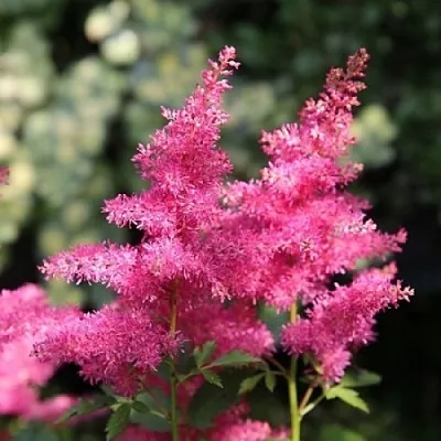 Астильба САННИ ДЕЙ гибридная  Астильба САННИ ДЕЙ гибридная в Красноярске