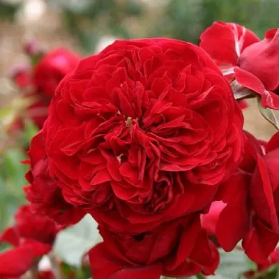 Саженцы роз КРАСНАЯ ШАПОЧКА флорибунда  Саженцы роз КРАСНАЯ ШАПОЧКА флорибунда в Красноярске