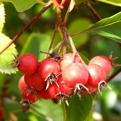 Боярышник ШАМИЛЬ  Боярышник ШАМИЛЬ в Красноярске
