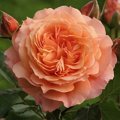 Саженцы роз БЕЛЬВЕДЕР шраб  Саженцы роз БЕЛЬВЕДЕР шраб в Красноярске