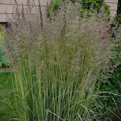 Вейник АВАЛАНШ остроцветковый  Вейник АВАЛАНШ остроцветковый в Красноярске