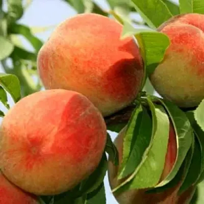 Персик ВАРДЕНИ  Персик ВАРДЕНИ в Красноярске