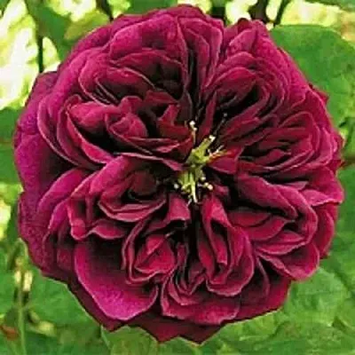 Саженцы роз ЗЕ ПРИНЦ английская  Саженцы роз ЗЕ ПРИНЦ английская в Красноярске