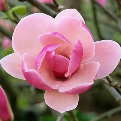 Магнолия РУСТИКА РУМБА  Магнолия РУСТИКА РУМБА в Красноярске