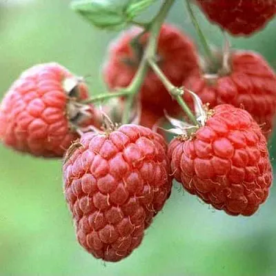 Малина ХЕРИТЕЙДЖ  Малина ХЕРИТЕЙДЖ в Красноярске