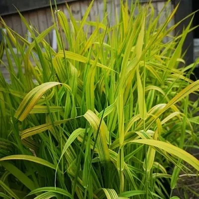 Фалярис АРКТИК САН тростниковый  Фалярис АРКТИК САН тростниковый в Красноярске