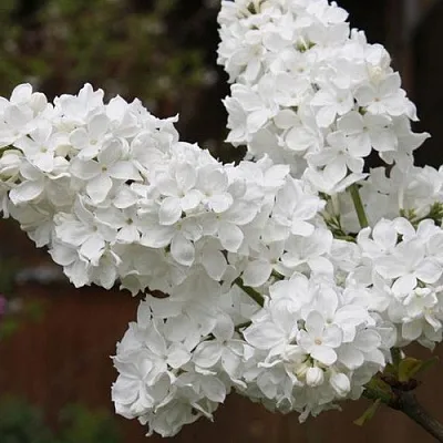 Сирень ФЛОРА  Сирень ФЛОРА в Красноярске