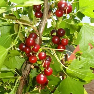 Смородина золотистая ВИШНЕВАЯ  Смородина золотистая ВИШНЕВАЯ в Красноярске