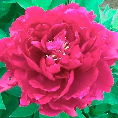 Пион ОСТРОВНОЙ МИНИСТР древовидный  Пион ОСТРОВНОЙ МИНИСТР древовидный в Красноярске