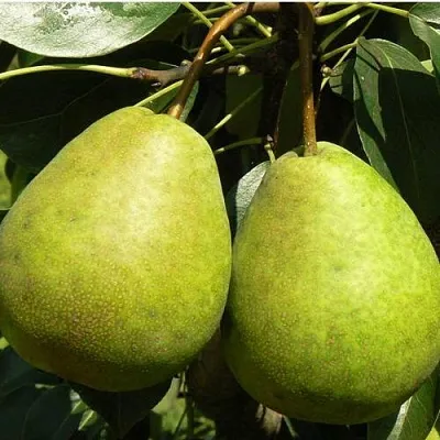 Груша ЛАГОДНАЯ  Груша ЛАГОДНАЯ в Красноярске
