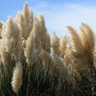 Кортадерия белая (пампасная трава) в Красноярске