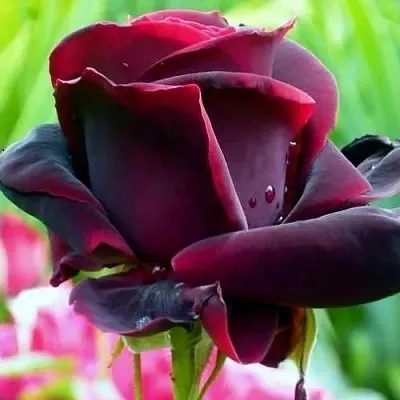 Саженцы роз ЧЕРНЫЙ ПРИНЦ чайно-гибридная в Красноярске