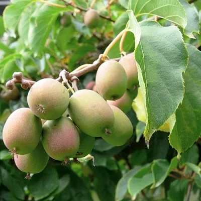 Актинидия ЛЮСИ аргута   Актинидия ЛЮСИ аргута  в Красноярске