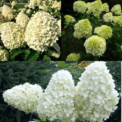 Комплект НЕЖНЫЙ КАПУЧИНО в Красноярске