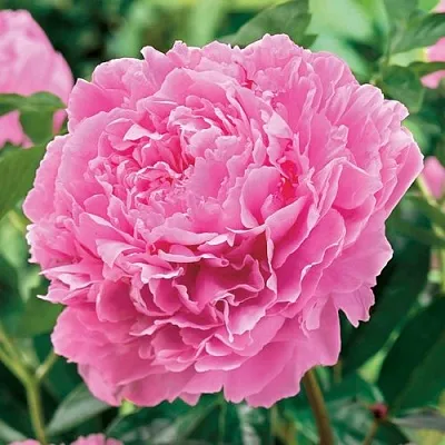 Пион МИСС ЭКХАРТ травянистый  Пион МИСС ЭКХАРТ травянистый в Красноярске