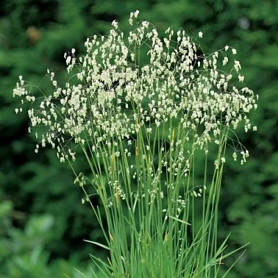 Трясунка средняя  Трясунка средняя в Красноярске