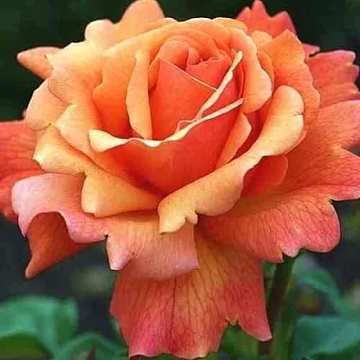 Саженцы роз ИЗИ ДАЗ ИТ флорибунда  Саженцы роз ИЗИ ДАЗ ИТ флорибунда в Красноярске