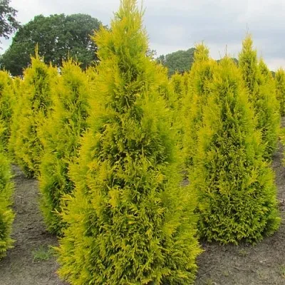 Туя САНКИСТ западная  Туя САНКИСТ западная в Красноярске