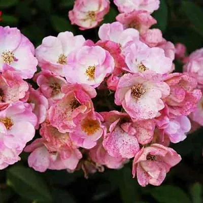 Саженцы роз АЛДЕН БИЗЕН мускусная  Саженцы роз АЛДЕН БИЗЕН мускусная в Красноярске