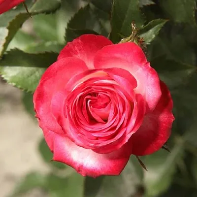 Саженцы роз САФИНА спрей  Саженцы роз САФИНА спрей в Красноярске